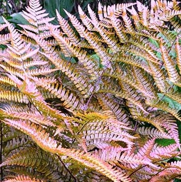 Add Flare With Ferns | DesignScapes of NC, Ltd.