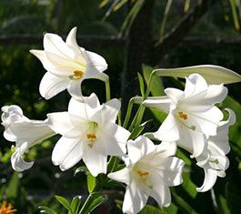 Easter's Lovely Lilies | DesignScapes of NC, Ltd.